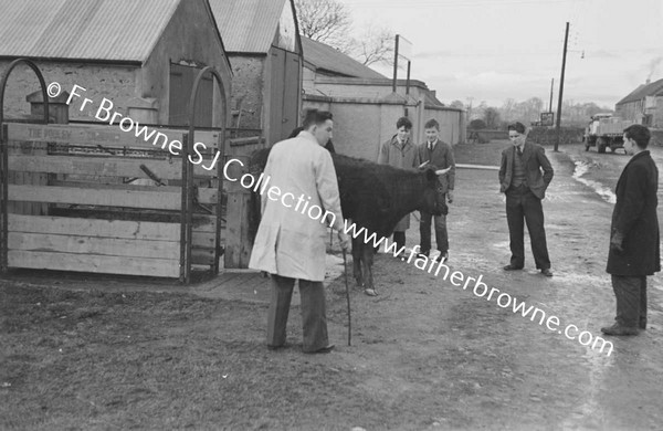 WEIGHING THE COW POST